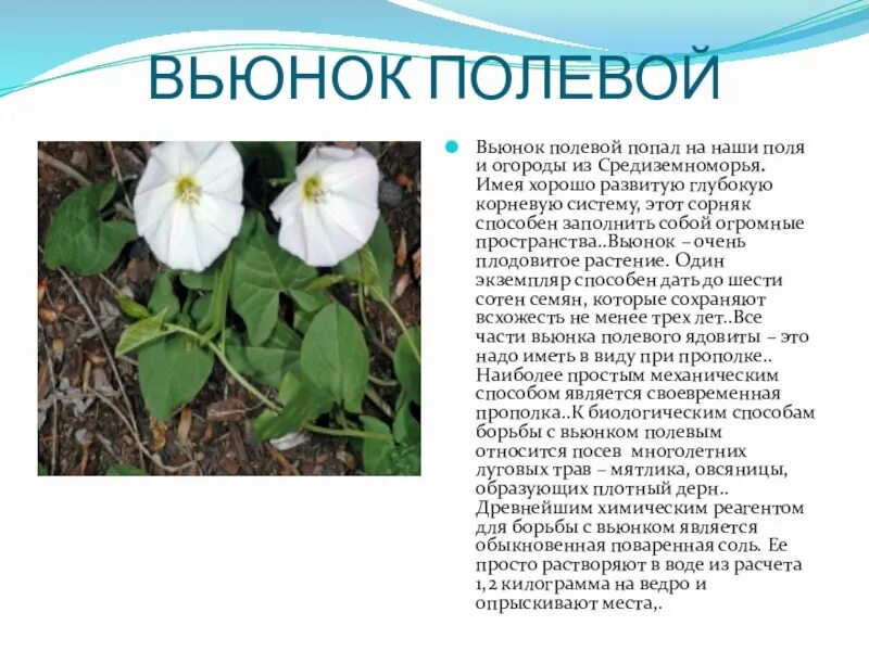 Заросшую вьюнком