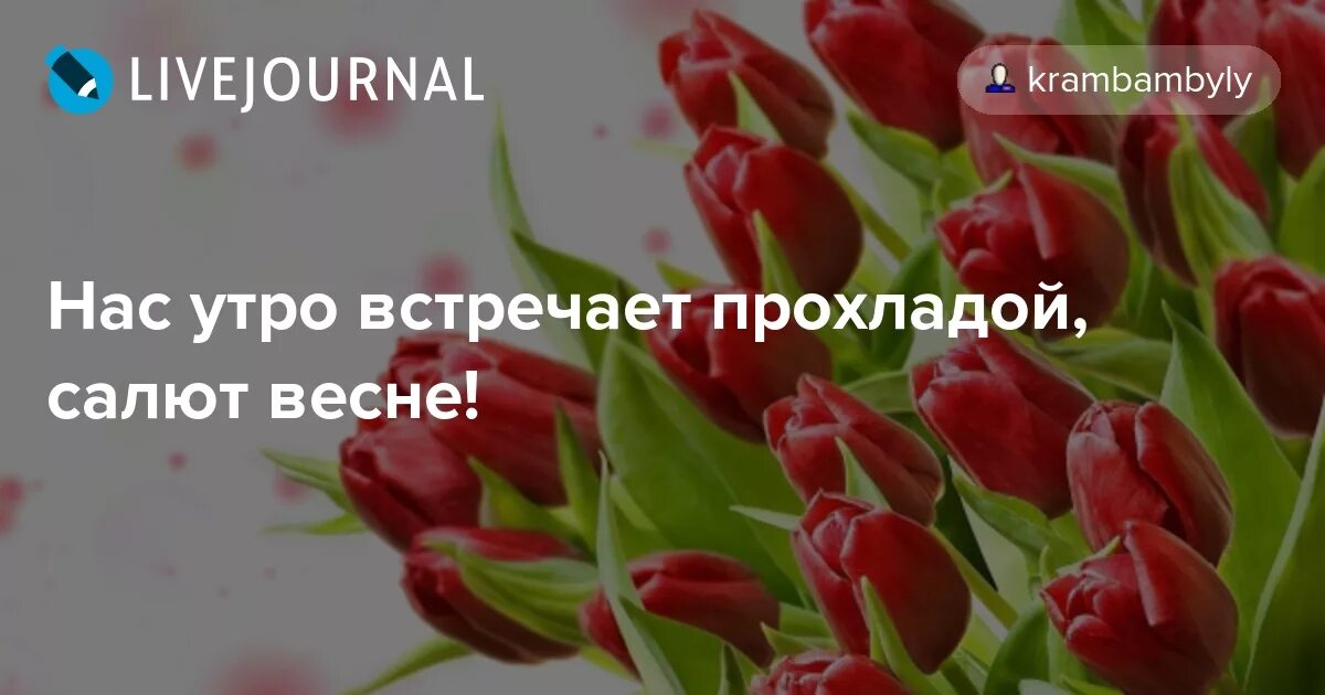 Нас утро встречает прохладой песни. Нас утро встречает прохладой. Открытка нас утро встречает прохладой. Нас утро встречает прохладой стихи. Нас утро встречает прохладой мемы.