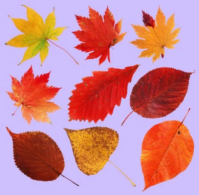 Картинки осенних листьев. Дерево с цветными листьями. Осенние листочки для детей. Разные осенние листья. Маленькие листики осенние.