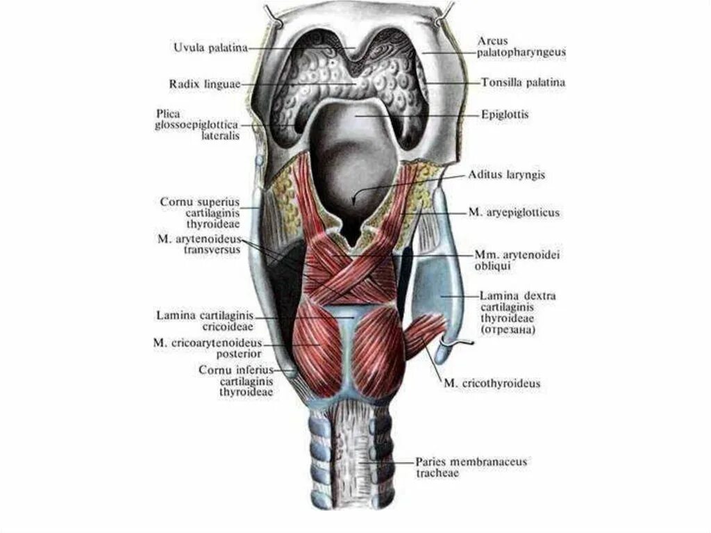 Надгортанник и щитовидный хрящ. Гортань мышцы анатомия строения. Строение гортани хрящи и мышцы. Мышцы гортани Синельников.