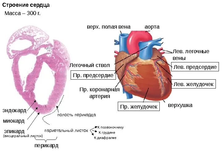 Сердечный желудочек строение. Строение левого желудочка сердца анатомия. Верхушка левого желудочка сердца. Строение миокарда левый желудочек.