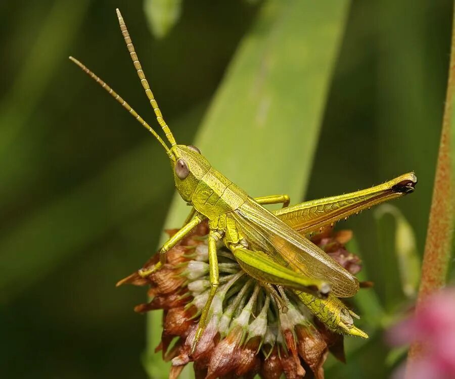 Зеленчук непарный Chrysochraon dispar. Зеленчук кузнечик. Зеленчук непарный кузнечик. Отряд Прямокрылые. Прямокрылые насекомые развитие