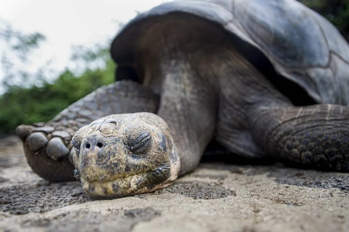 Галапагосская черепаха Джордж. Абингдонская слоновая черепаха одинокий Джордж. Галапагосская черепаха одинокий Джордж. Галапагосские острова черепахи. Череп галапагосской черепахи