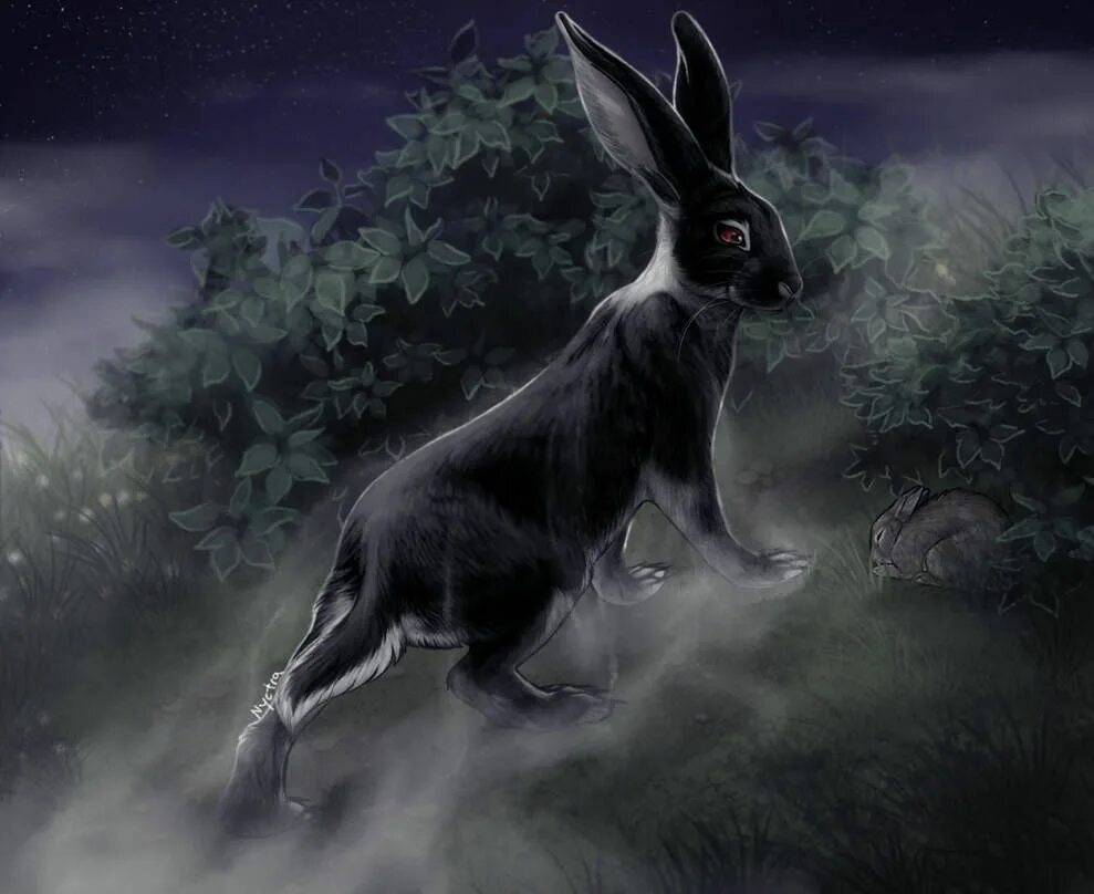 Black rabbit