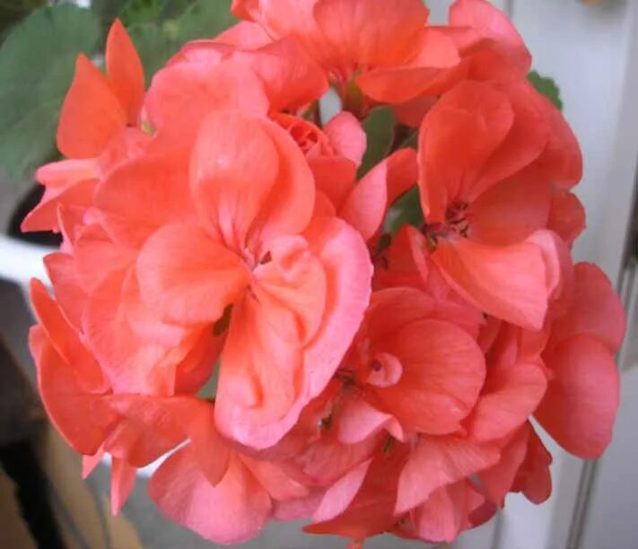 Пеларгония зональная маверик корал. By коралловый риф пеларгония. Пеларгония survivor coral. Пеларгония маверик оранж зональная. Пеларгония зональная коралл.