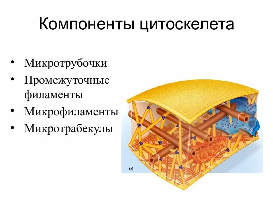 Цитоскелет строение. Компоненты цитоскелета клетки. цитоскелет микрофиламенты. цитоскелет микротрубочки промежуточные филаменты микрофиламенты. строение цитоскелета клетки.