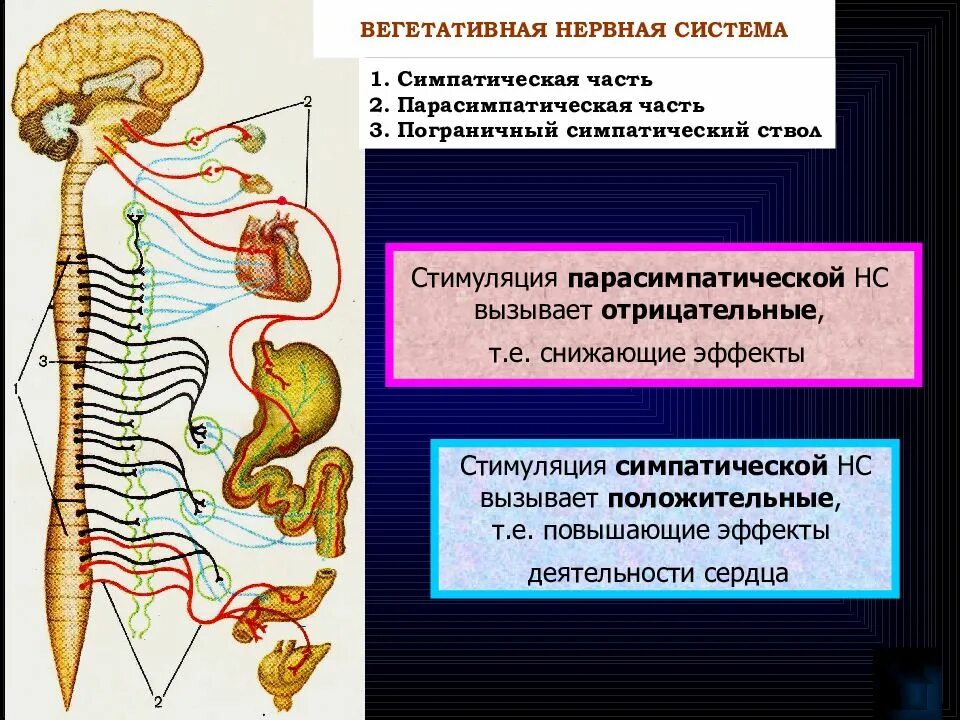 Укажите симпатические нервы. Парасимпатическая система и симпатическая система. Вегетативная нервная система симпатическая и парасимпатическая. Парасимпатическая вегетативная нервная система. Спинной мозг симпатическая и парасимпатическая нервная система.