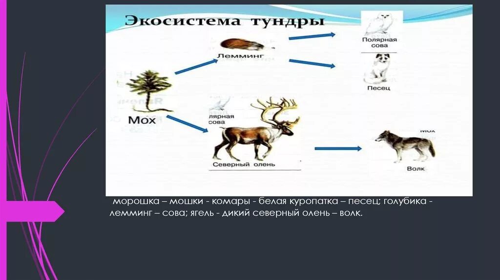 Роль оленя в биологическом круговороте. Цепь питания в тундре 4. Цепь питания в тундре 4 класс окружающий мир. Цепь питания Морошка лемминг песец. Цепь питания с ягелем Леммингом и песцом.