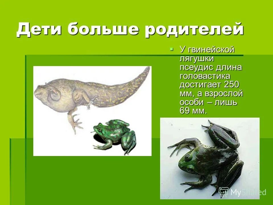 стадии развития головастика лягушки. стадии развития головастика лягушки. сердце головастика. гребенчатый тритон. парадоксальная водяная жаба.