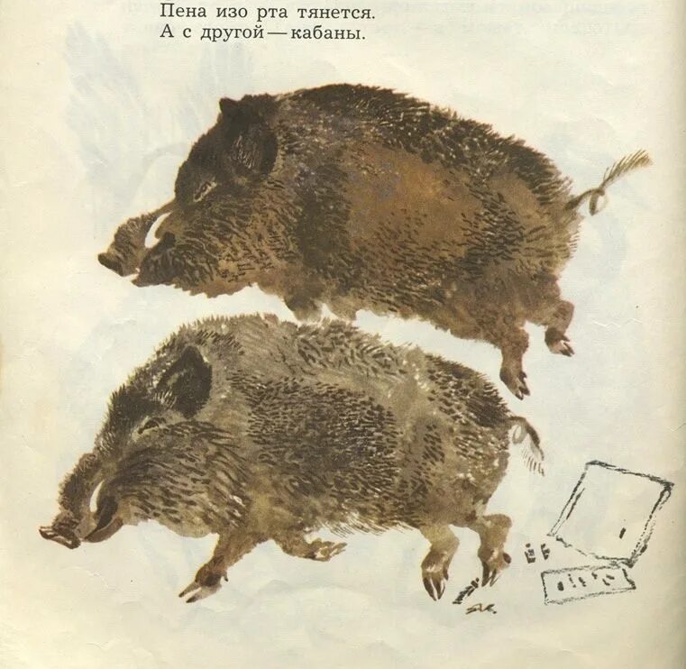 Е и чарушин кабан. Произведение кабан. Чарушин кабанчик. Евгений иванович чарушин кабан иллюстрации. И.