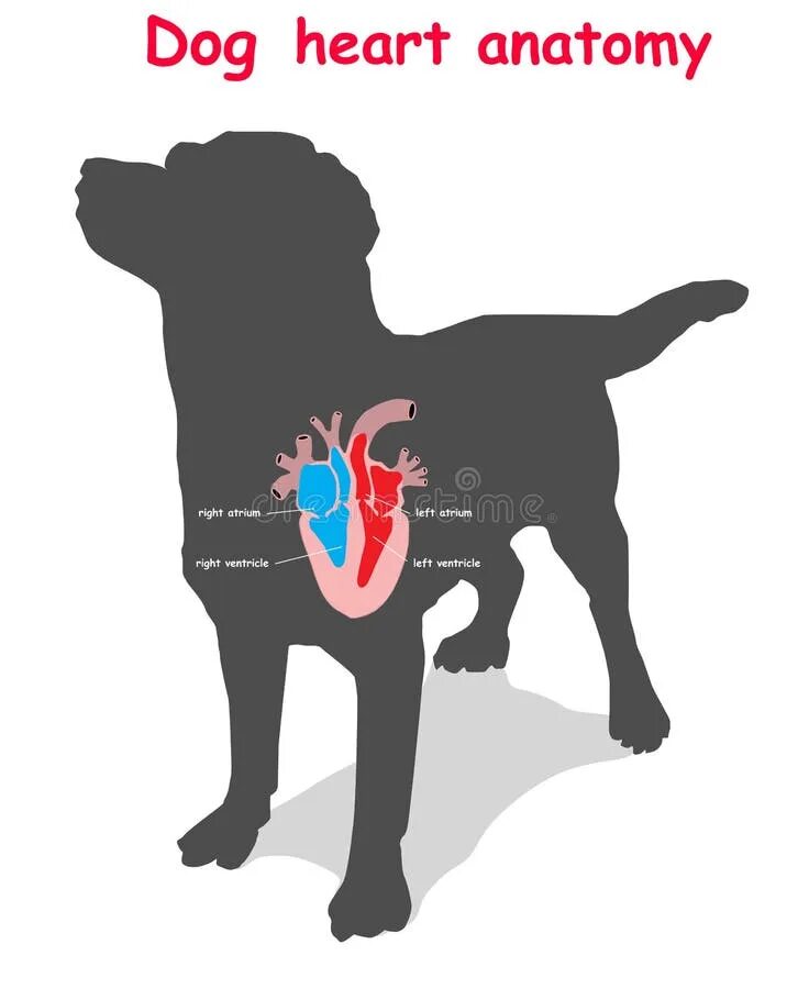 Сердце собаки. Где у собаки сердце. Строение сердца собаки. Сердце собаки расположено