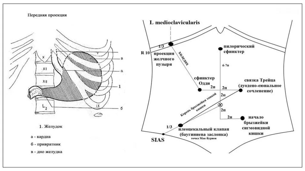 Связочный аппарат желудка схема. Проекция кардиального отдела желудка. Привратник желудка схема расположения. Топографические отделы желудка. Сфинктер расположение