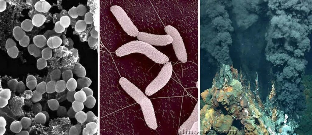 Хемотрофы типы. Хемосинтетики и хемотрофы. Архейская эра бактерии. Бактерии хемотрофы. Типы питания хемотрофы фототрофы.