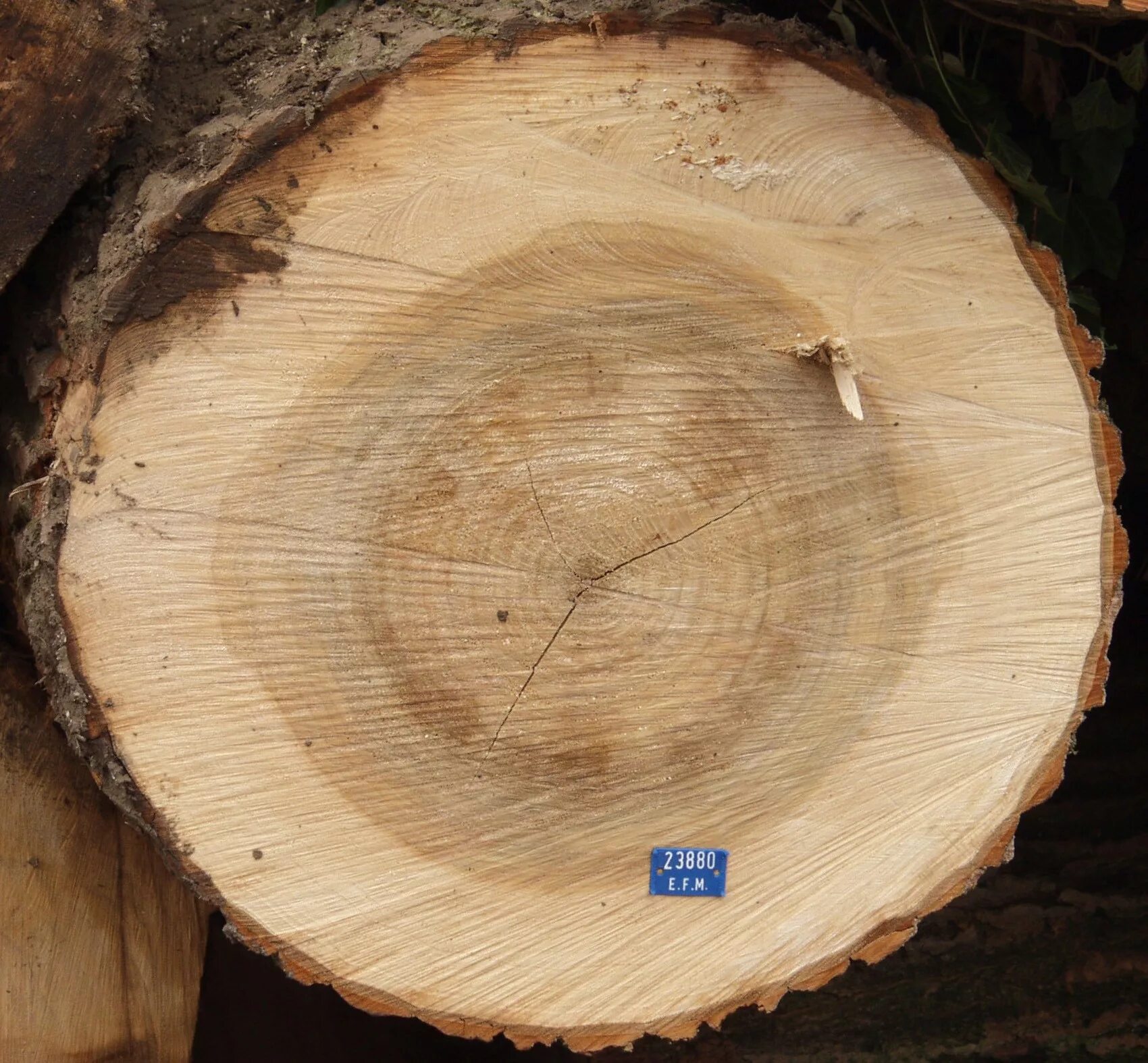 Wood ends. Дерево в разрезе. Спил старого дерева. Срез бревна. Wood ends.