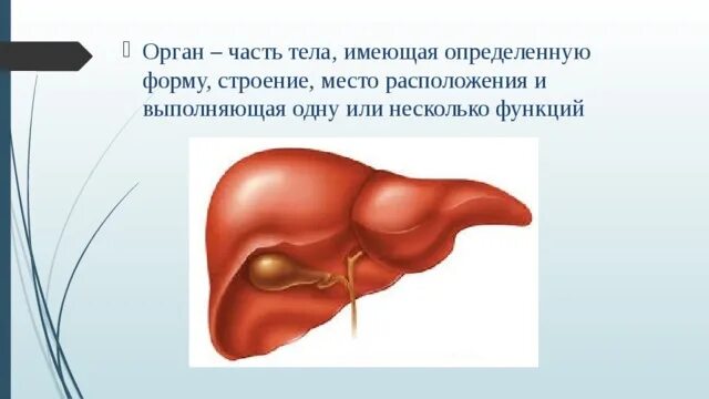 Органный уровень организации. Органный уровень организации жизни. Органный уровень организма человека. Орган это часть тела имеющая определенную форму строение место.