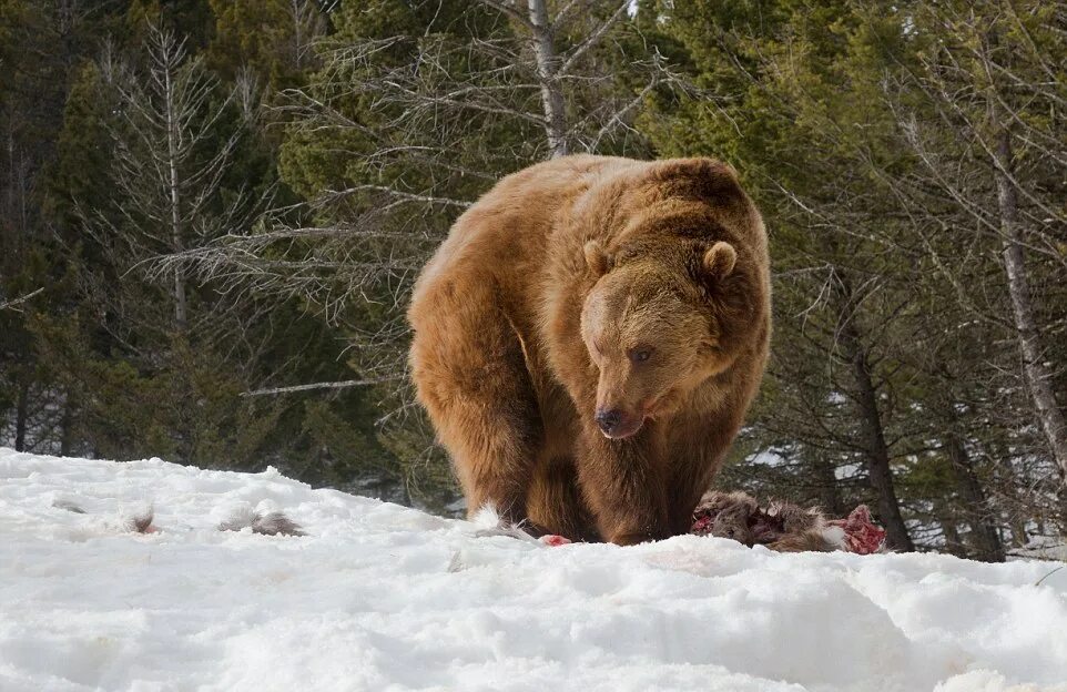 лось и медведь. бурый медведь таганай. волки и медведи. хищные животные медведь. медведя волка лося.