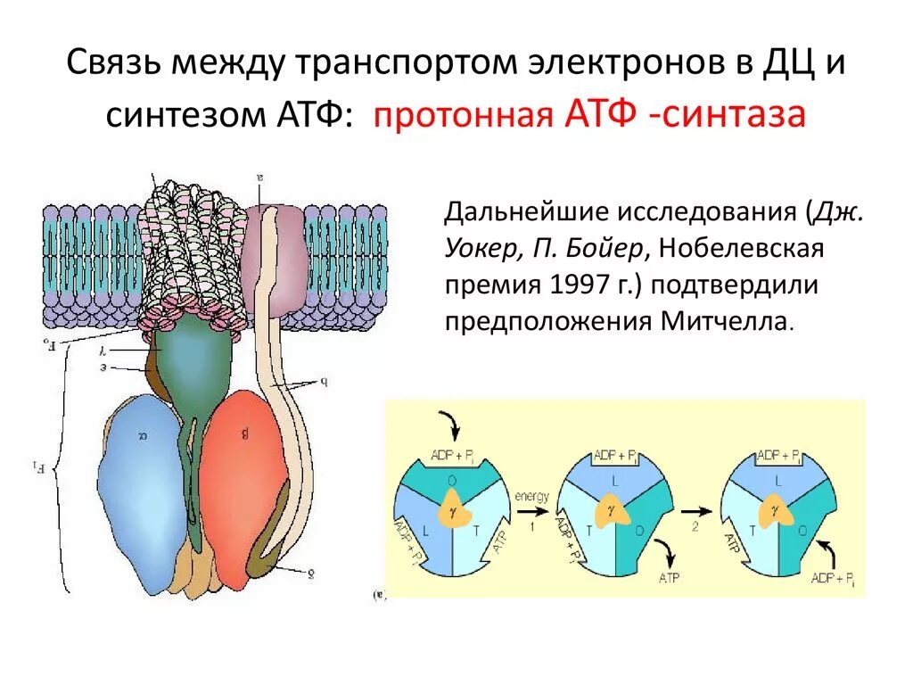 Строение АТФ синтазного комплекса. Окислительное фосфорилирование АТФ синтаза. АТФ синтетаза реакция. АТФ синтаза в митохондрии.