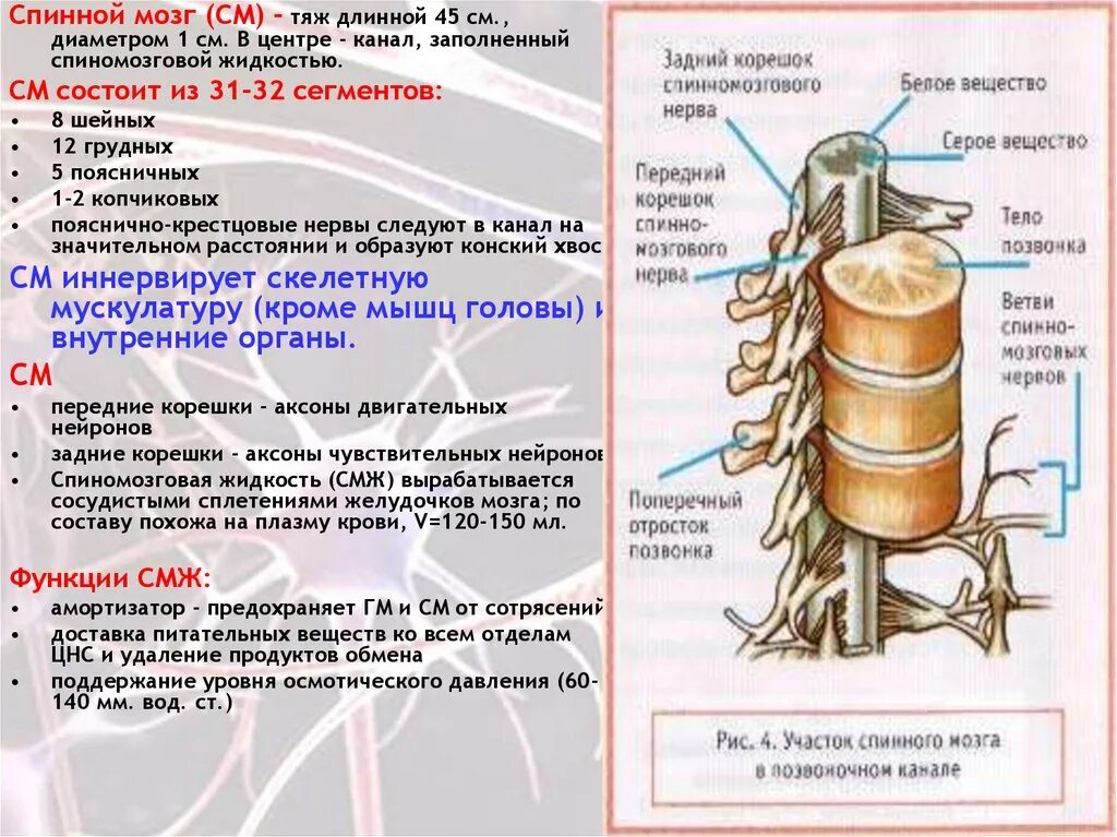 Вещество спинного мозга выполняющие проводниковую функцию. Спинной мозг строение и функции. Спинного мозга отделы и функции структуры. Функции спинного мозга.строение спинного мозга 8 класс биология. Строение спинного мозга спинномозговой канал.