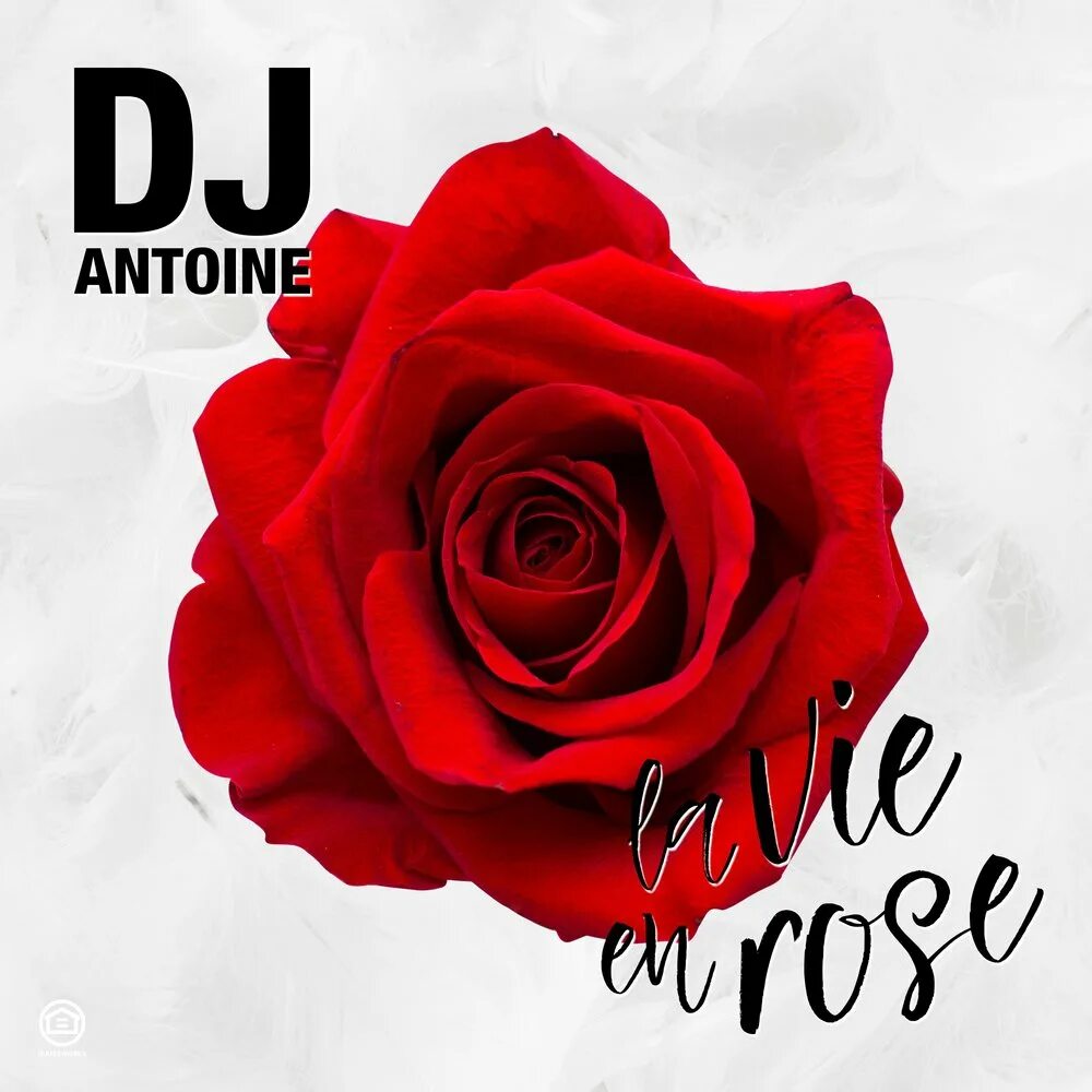 DJ Antoine. La vie en Rose [DJ Antoine. La vie en Rose исполнители. I Touch Roses обложка.