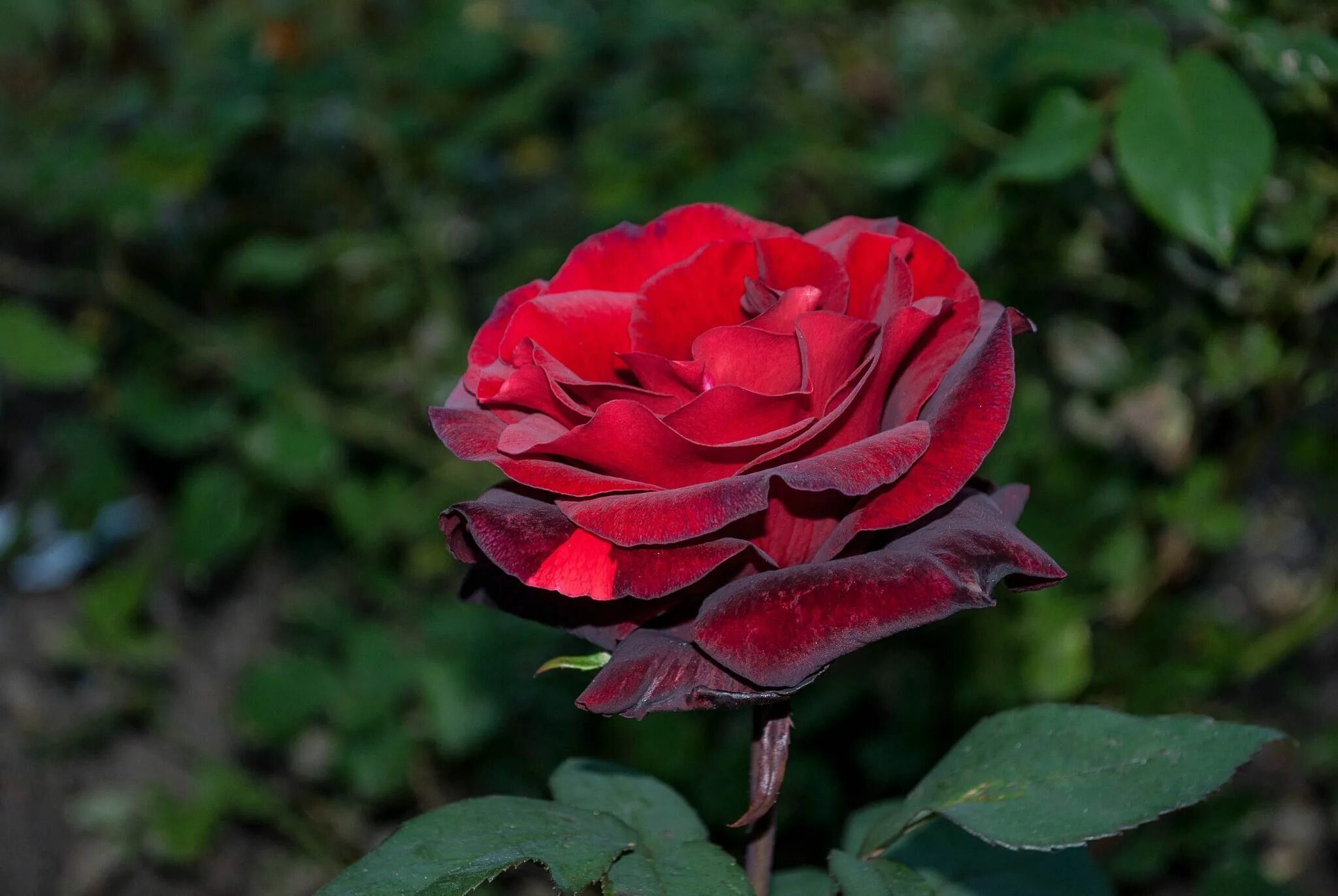 Роза баркароле (гранд шато) (с3) (сп). Роза barkarole. Баркароль. Роза чайно-гибридная barkarole. Баркароль черная роза.