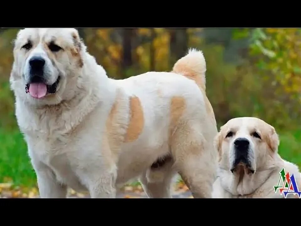 Канал и алабай. Алабай. Алабай. Кавказский алабай. Волкодав алабай.