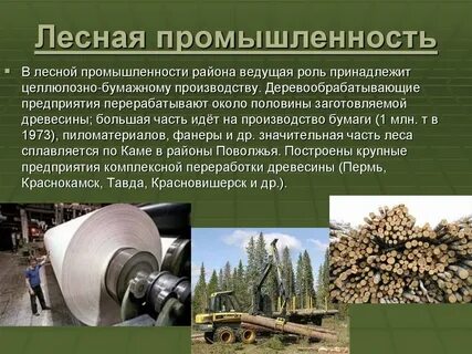 Какую продукцию выпускает лесная промышленность