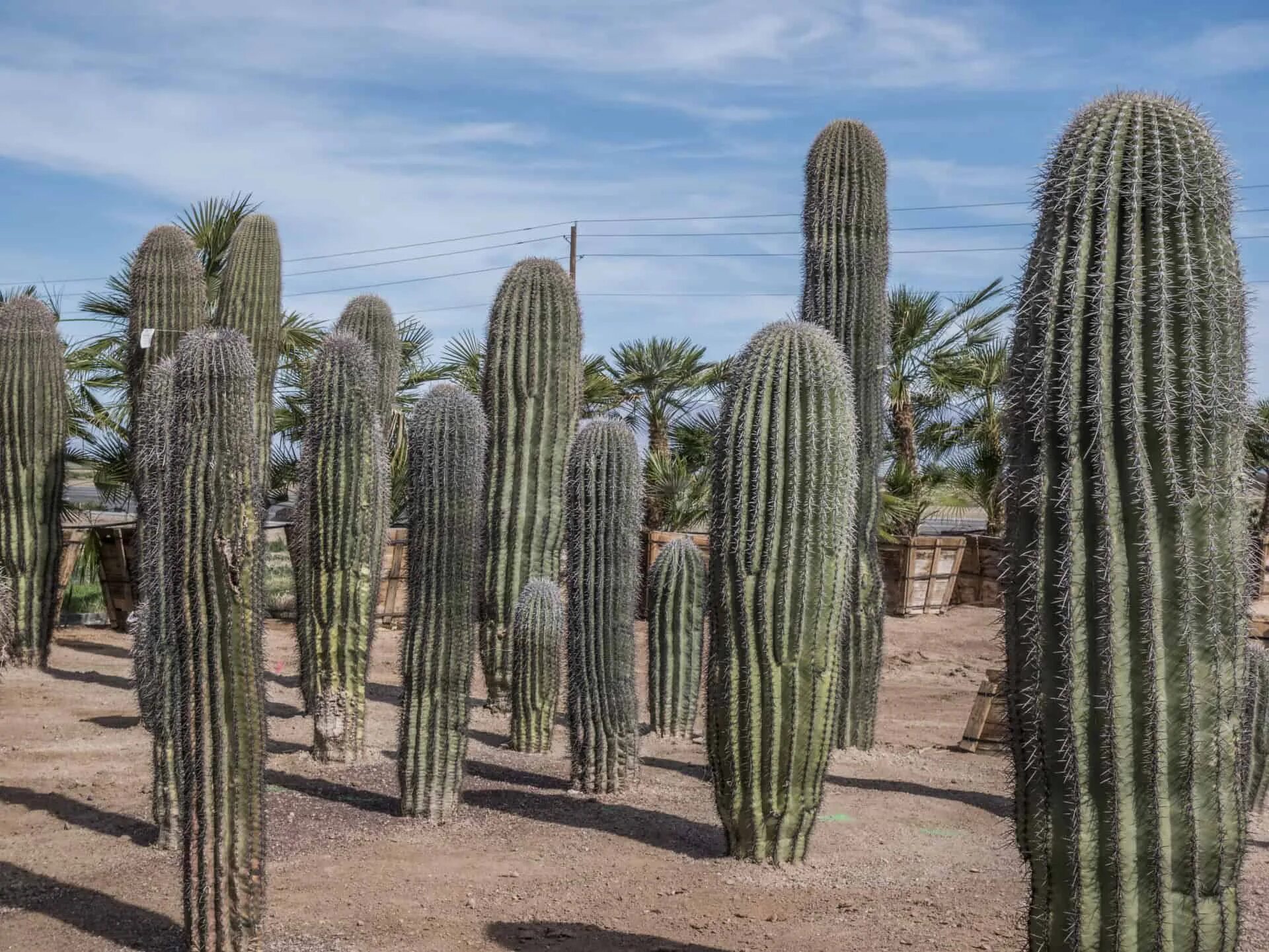 Mexican cactus. Мексика кактусы Сагуаро. Кактус карнегия Мексика. Гигантский Кактус Сагуаро. Кактус цереус гигантский.