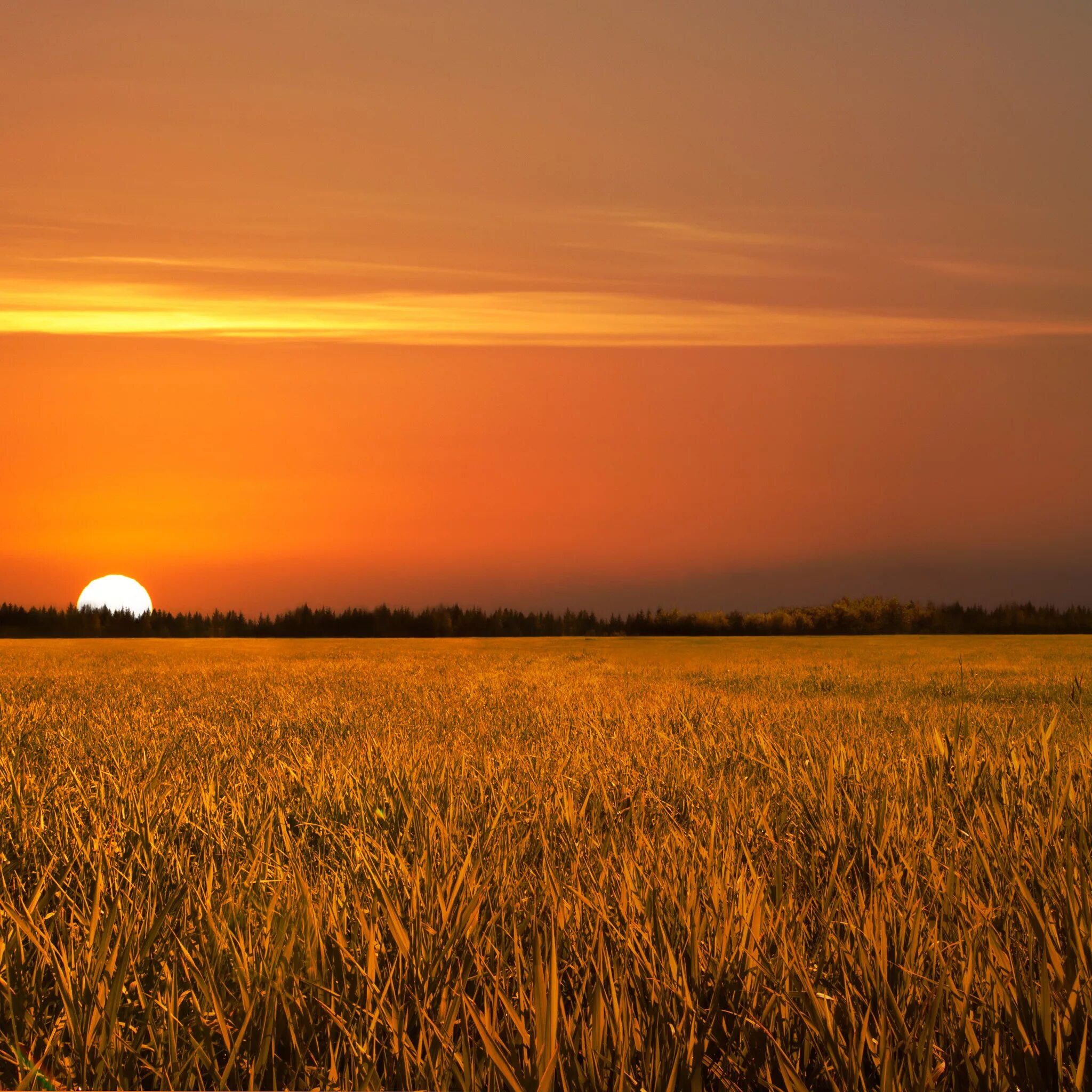 Лето чистое поле закат. Рассвет в поле. Рассвет в поле. Закат в поле. Закат на равнине.