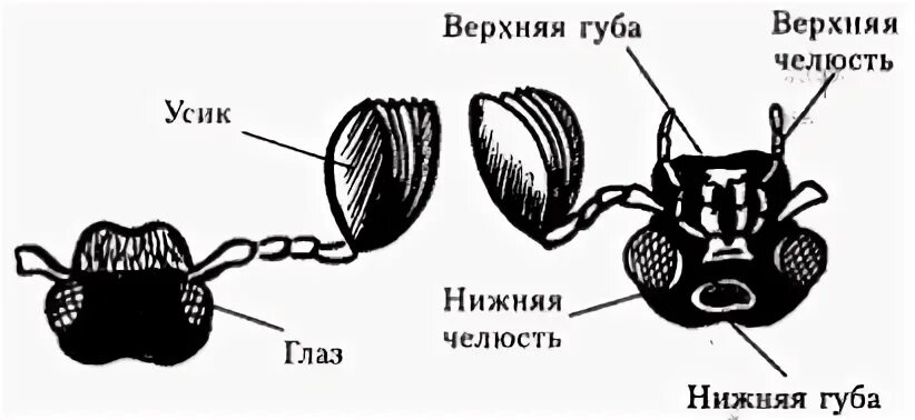 Картинки ТЕЛО МАЙСКОГО ЖУКА