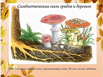 В чем связь между растениями и грибами