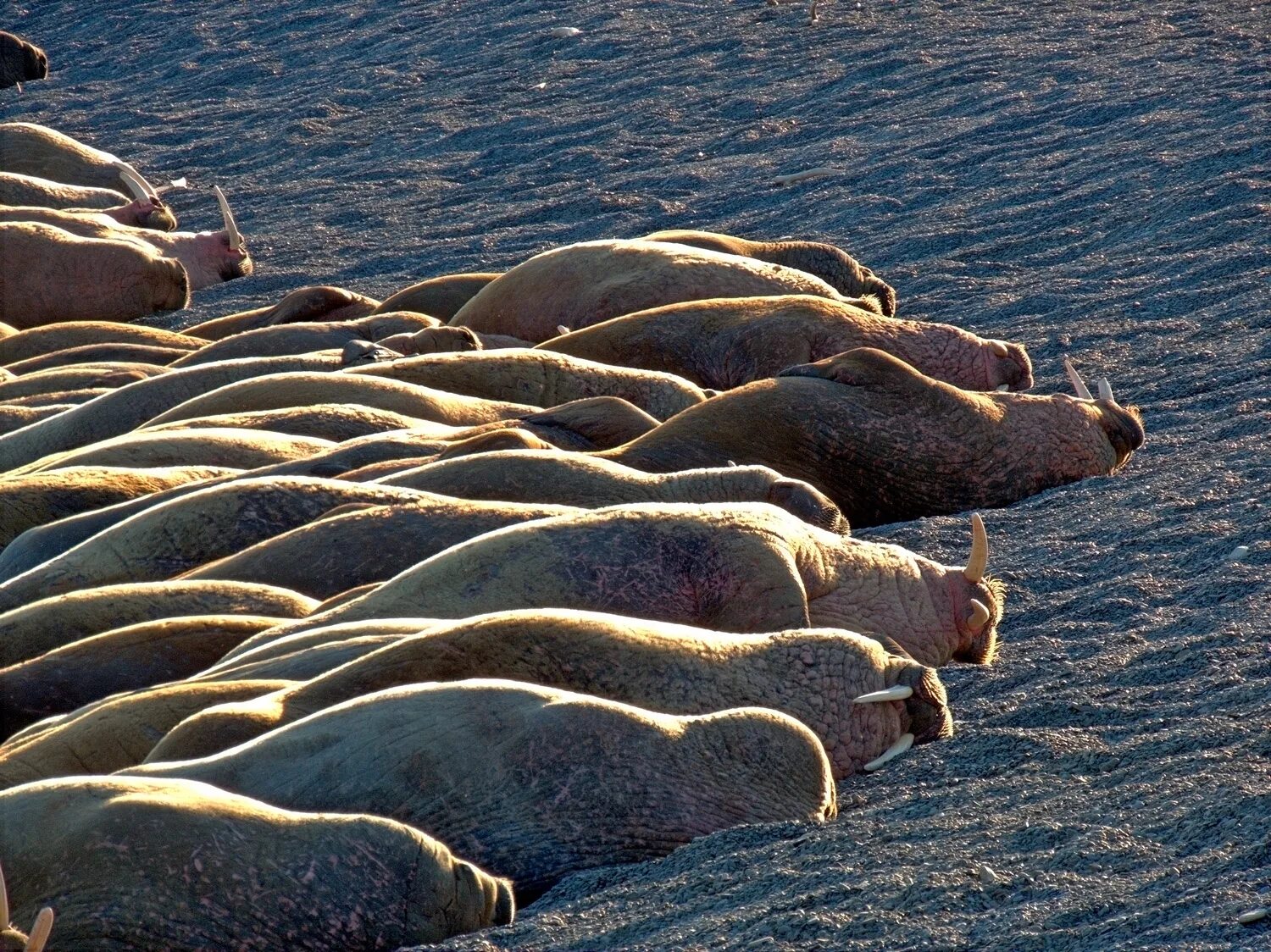 Берегите моржей. Лежбище моржей. карское море лежбище моржей. остров врангеля моржи. популяция моржей на острове врангеля.
