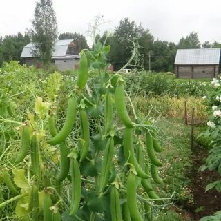 Горох высокорослый