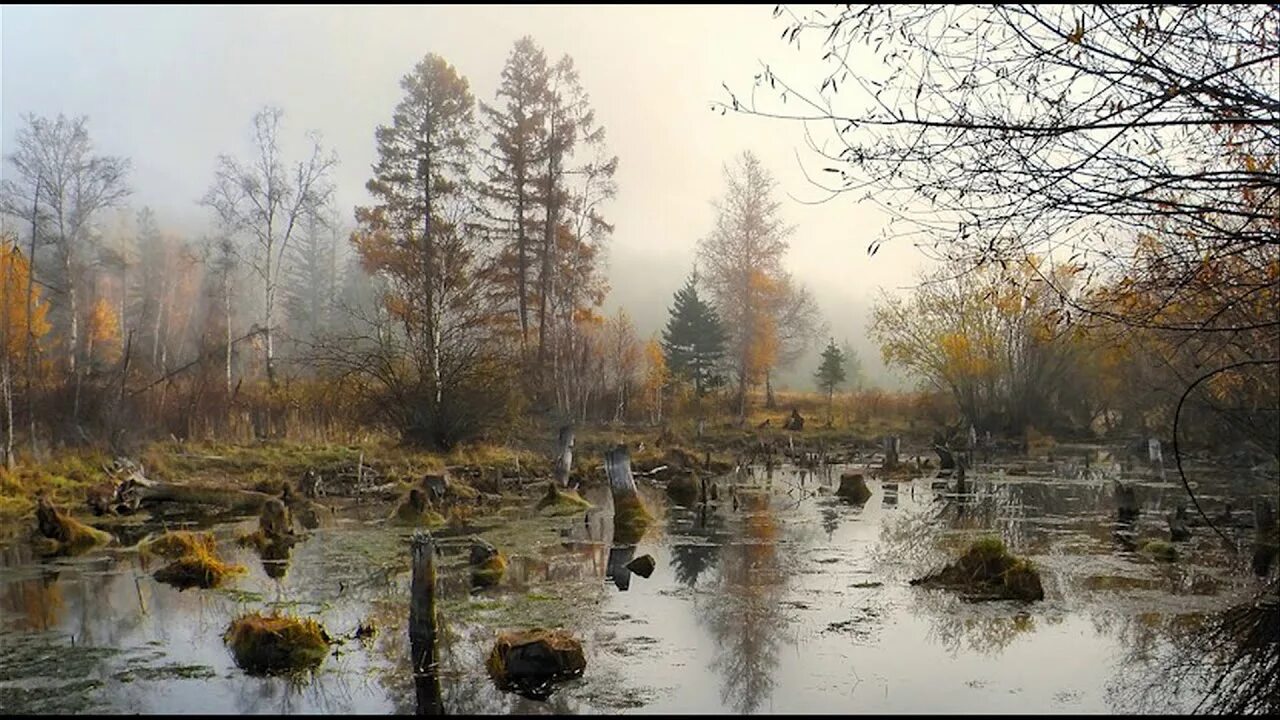 Утро после дождя было славное песок. Поздняя осень здоровый ядреный. Осень болото. Поздняя осень на болотах. Болото поздней осенью.