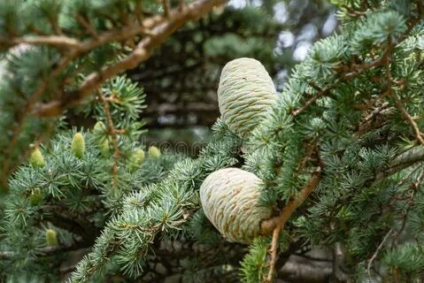 Atlas cedar