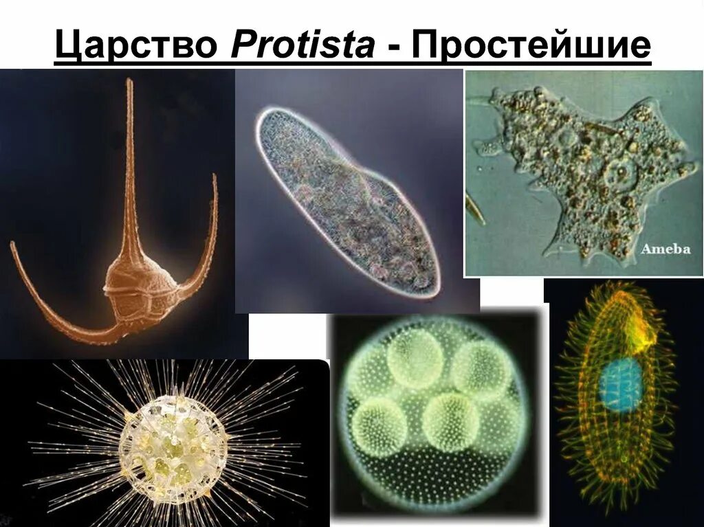 Любое простейшее животное