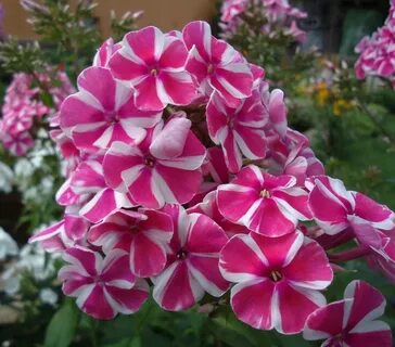 Какие есть флоксы
