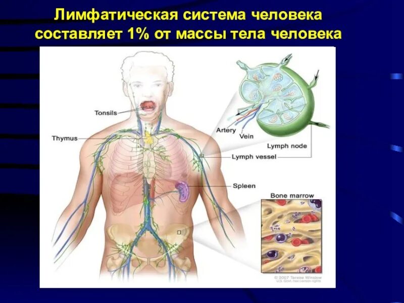 Рак лимфы