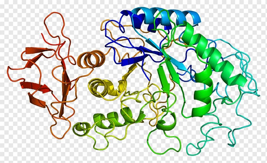 Фермент альфа амилаза. Альфа амилаза фермент. Бета амилаза. Ферменты амилаза липаза протеаза. Альфа амилаза молекула.
