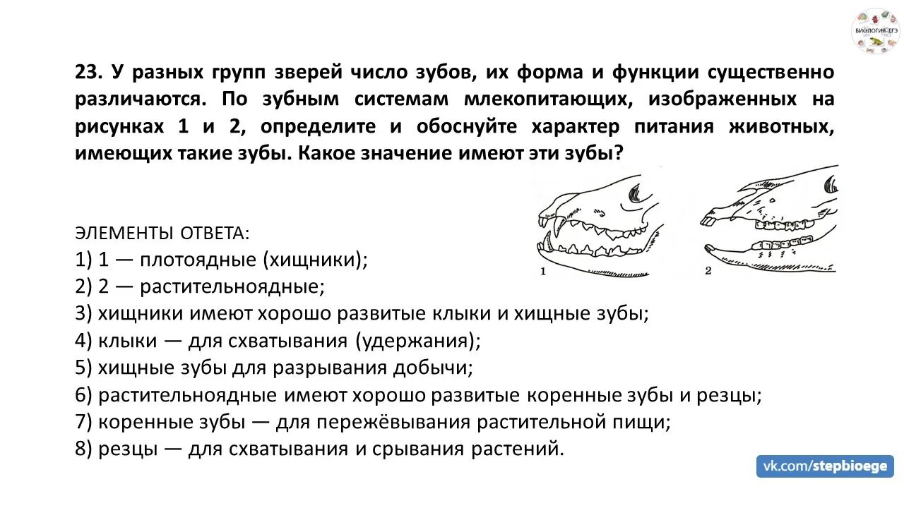 Зубная система млекопитающих 7 класс. У разных групп зверей число зубов их форма. Характеристика зубов млекопитающих. Зубные системы животных разных отрядов млекопитающих. Почему зубы млекопитающих отличаются