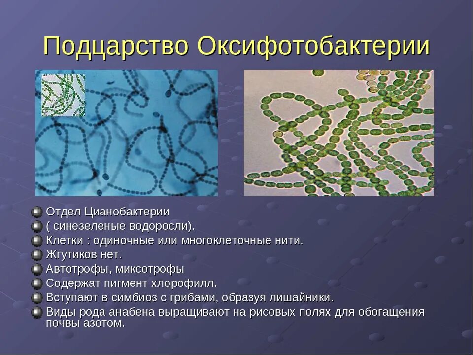 В клетках прокариот в отличие. Архебактерии и цианобактерии. Синезеленые водоросли цианобактерии. Цианобактерия Анабена. Цианобактерии царство.