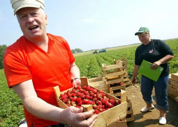 Совхоз имени ленина московская область. Работа совхоз имени. Грудинин павел совхоз ленина. Работа совхоз имени. Теплицы совхоза имени ленина.