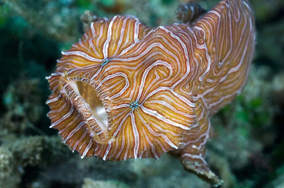 Скорпена Амбона. Рыба-лягушка Aptocyclus ventricosus. Психоделическая рыба-лягушка (Histiophryne Psychedelica). Скорпена Амбона рыба.