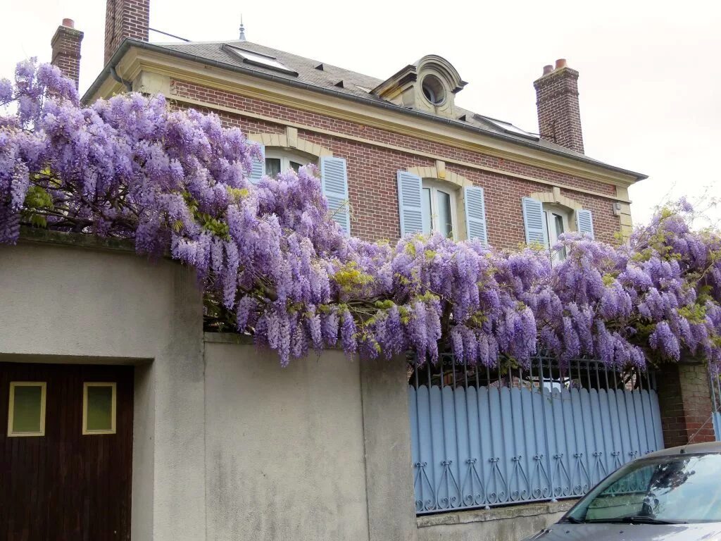 Amazon.com: Pink Wisteria Plants