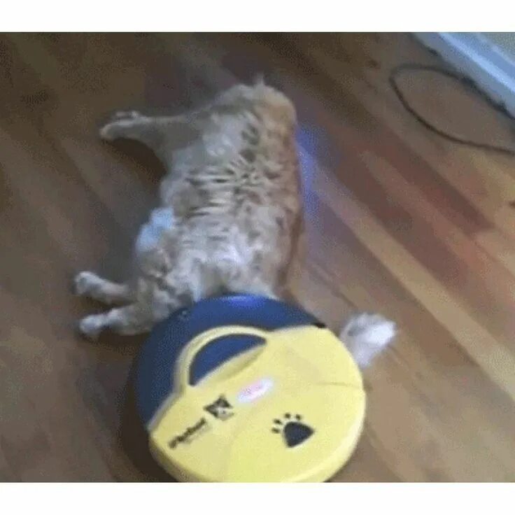 Коты катаются на пылесосе. Робот пылесос gif. робот пылесос гифка. кот на роботе пылесосе. кот и робот пылесос gif.