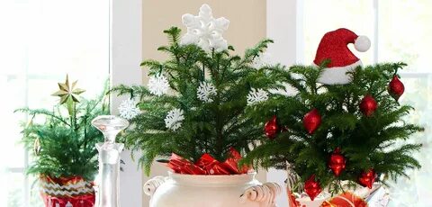 Holiday plants