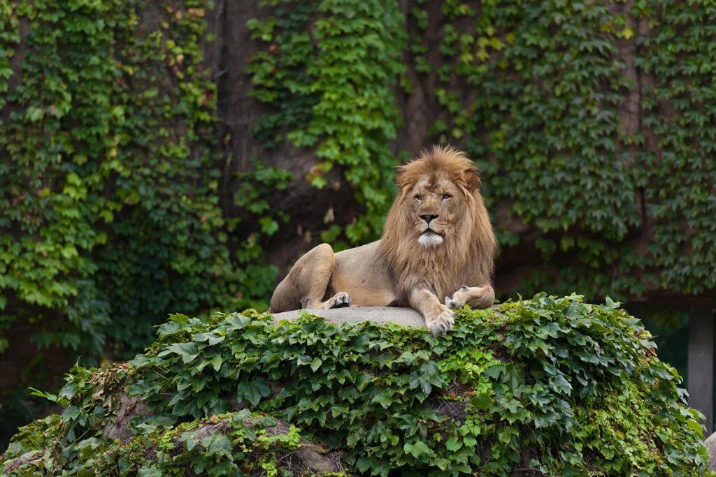Does a lion eat leaves