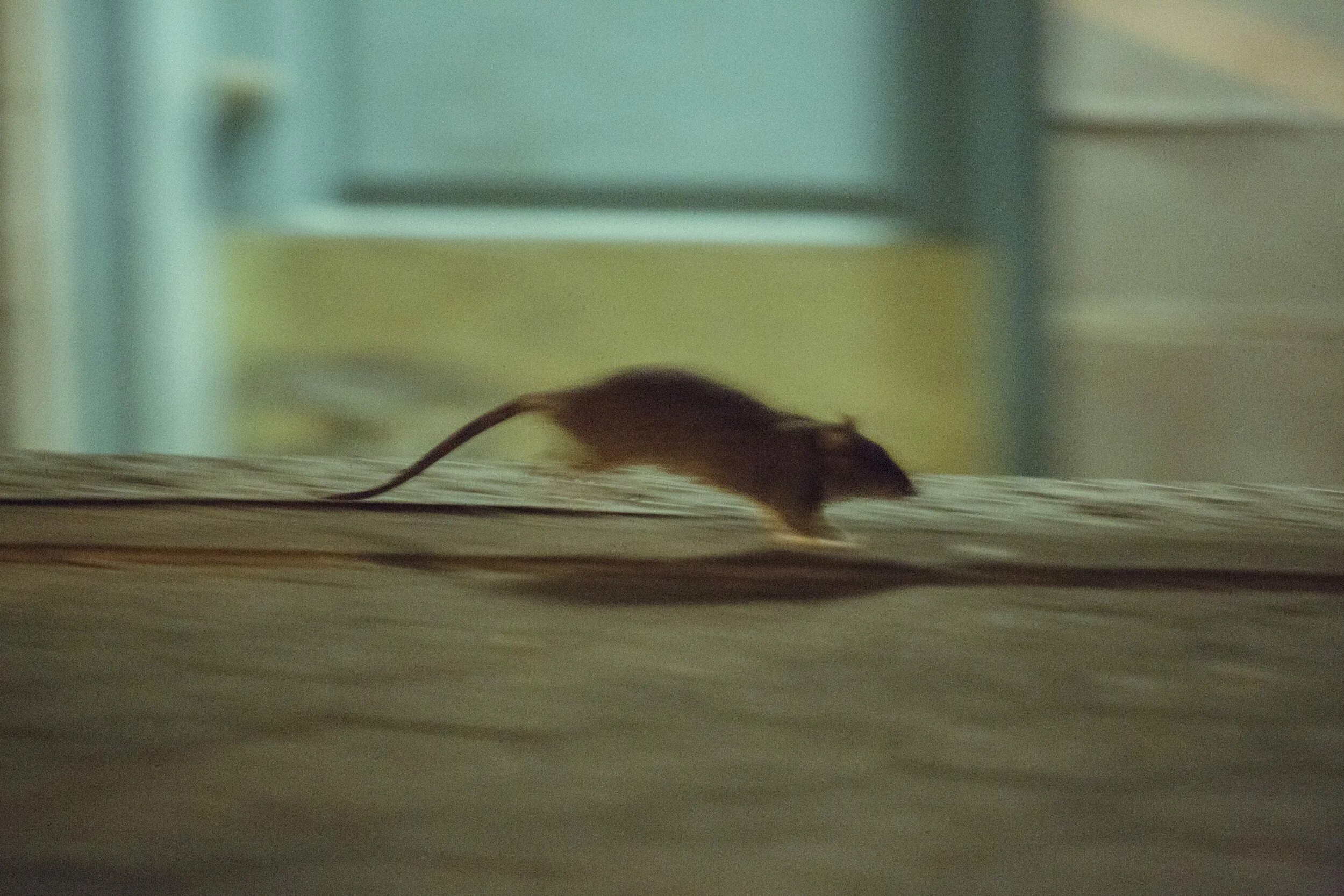 Полевая мышь убегает. Крыса бежит. Мышка бежит. Мышь убегает. Мышь прыгает.