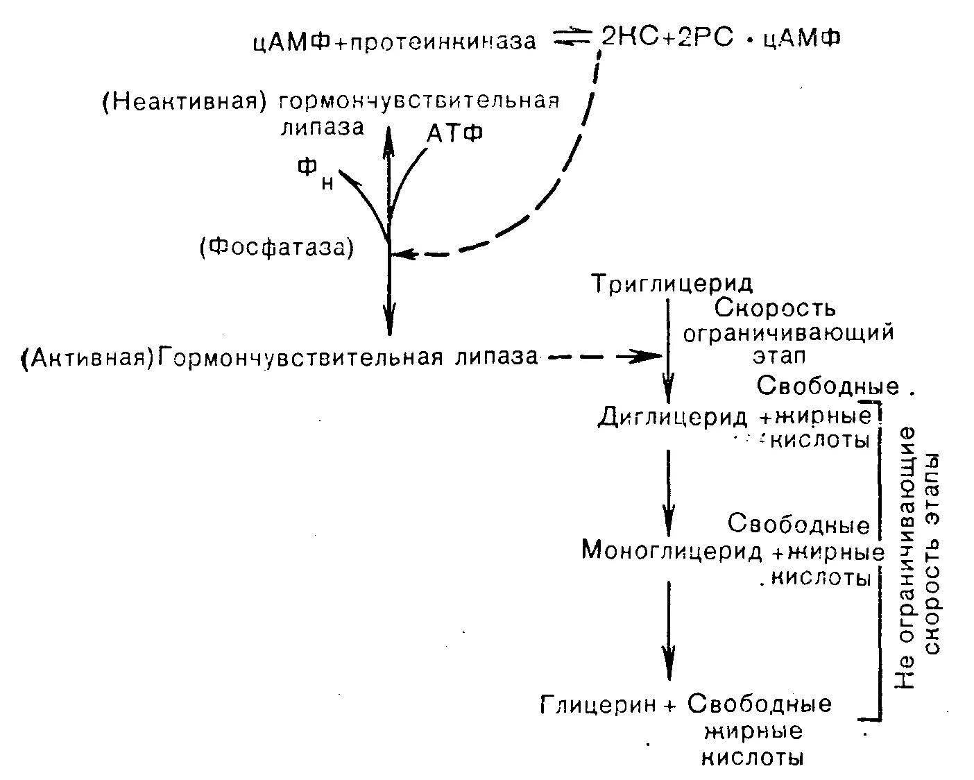 Синтез липазы. Механизм липолиза биохимия. Схема липолиза биохимия. Регуляция активности таг липазы. Механизм активации ЦАМФ-зависимой протеинкиназы.
