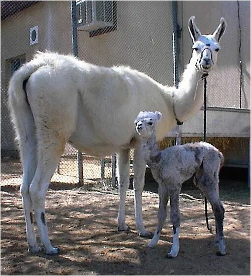Гибрид верблюда 4 буквы. Кама верблюд. Кама верблюд и лама. Кама животное гибрид. Гуанако мозоленогие.