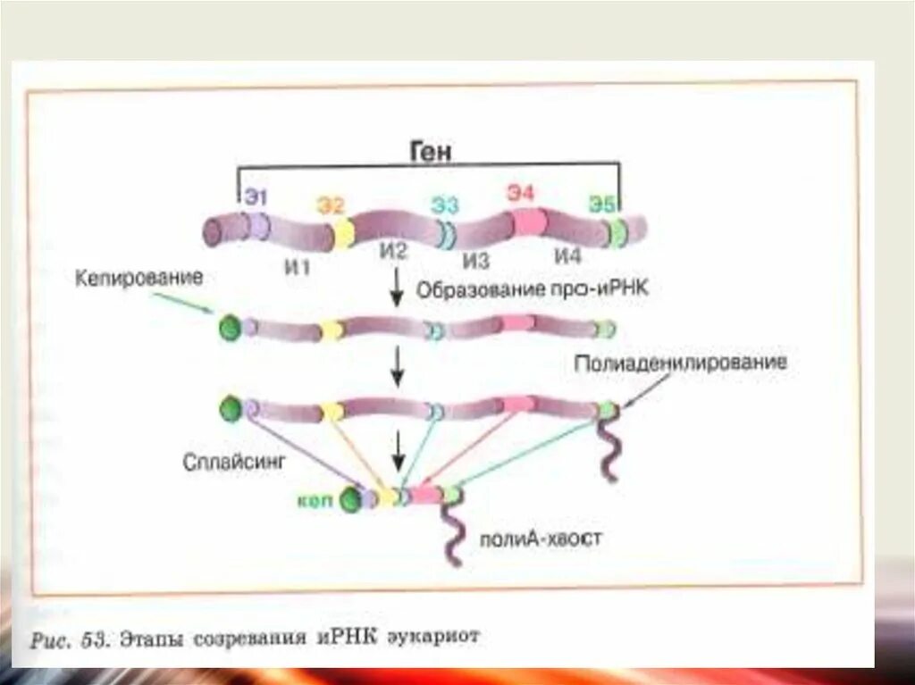 Процесс созревание рнк. Схема образования ИРНК У эукариот. Этапы созревания ИРНК эукариот. Созревание РНК схема. Этапы созревания ИРНК.